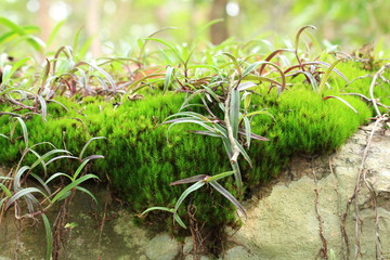 Moss on Stone in Tropical  Forrest.