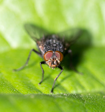 fly in nature. macro