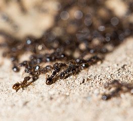 thousands of black ants on stony ground