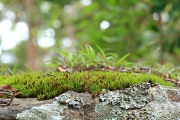 Moss on Stone in Tropical  Forrest.