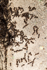 thousands of black ants on stony ground