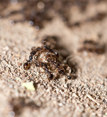 thousands of black ants on stony ground
