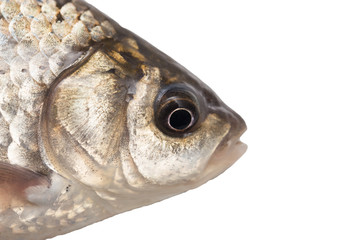 fish on a white background