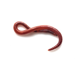 worm on a white background