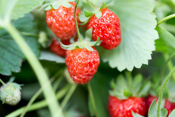 strawberry in nature. macro
