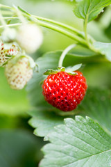 strawberry in nature. macro