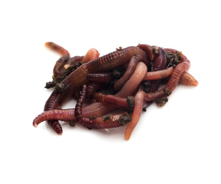 worm in the ground on a white background