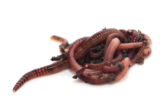 worm in the ground on a white background