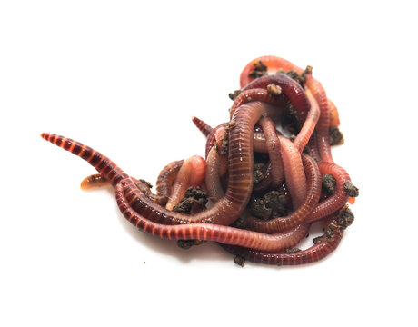 worm in the ground on a white background
