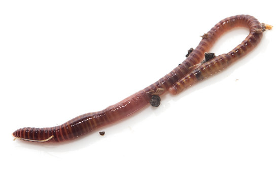 worm on a white background