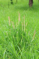 Grass Flower on the Green Grassland.