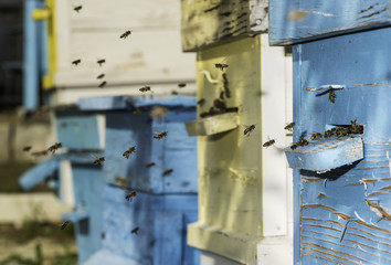 Swarm of bees fly to beehive