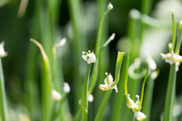green onion seeds in nature