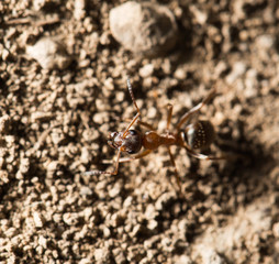ant in nature. macro