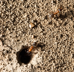 ant in nature. macro