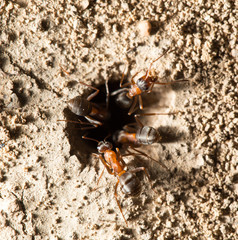 ant in nature. macro