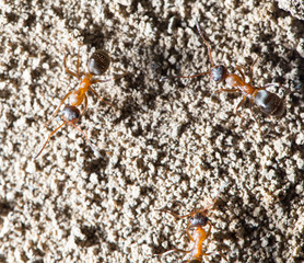 ant in nature. macro