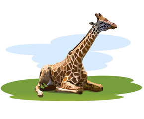 Fototapeta premium tired giraffe