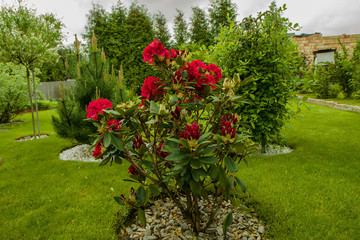 Fototapeta na wymiar beautiful red bush in spring