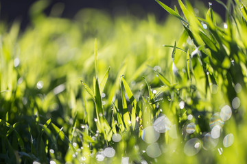 dew on the grass in nature