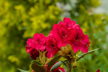 beautiful Rododendro