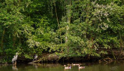 Wasserv&ouml;gel an einem Teich