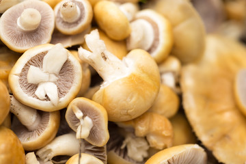 background of mushrooms. macro