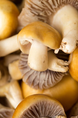 background of mushrooms. macro
