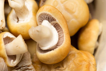 background of mushrooms. macro