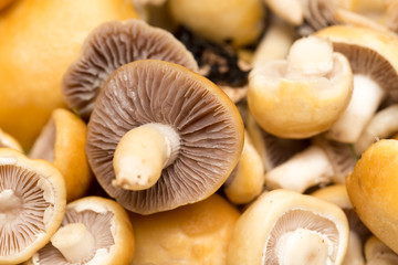 background of mushrooms. macro