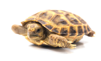 Turtle on a white background