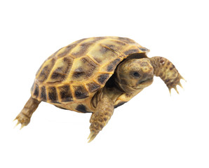 Fototapeta premium Turtle on a white background
