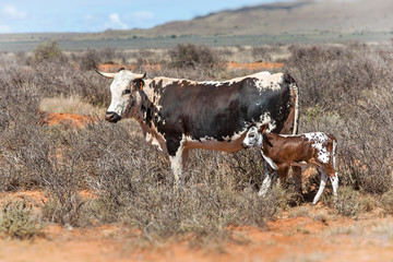 nguni cows