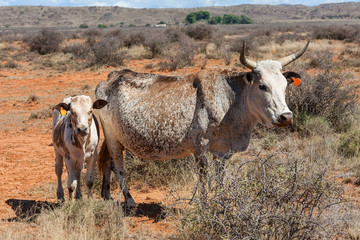 nguni cows