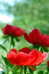 Pfingstrosen. Rosen für Frühling