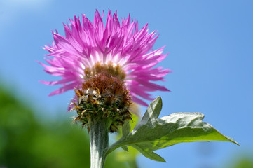 Distel