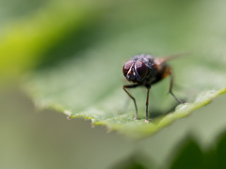 fly in nature. Macro