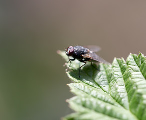 fly in nature. Macro