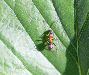 ant in nature. Macro