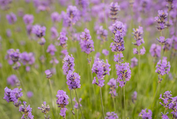 Violet flowering Lavender