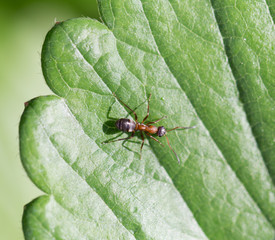 ant in nature. Macro