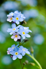 Forget-me-not. Flower