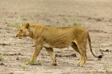 Kalahari Löwin