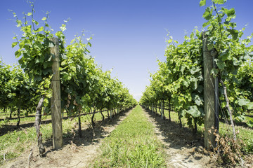 Fototapeta na wymiar Green Vineyards