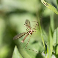 mosquito in the grass outdoors. macro