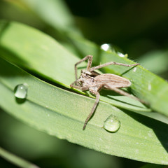 spider in nature
