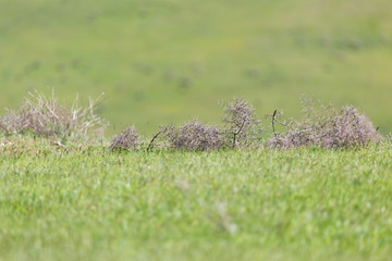 tumbleweed grass field