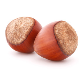 hazelnut or filbert nut isolated on white background cutout