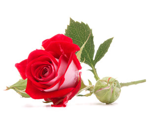 Red rose flower head isolated on white background cutout