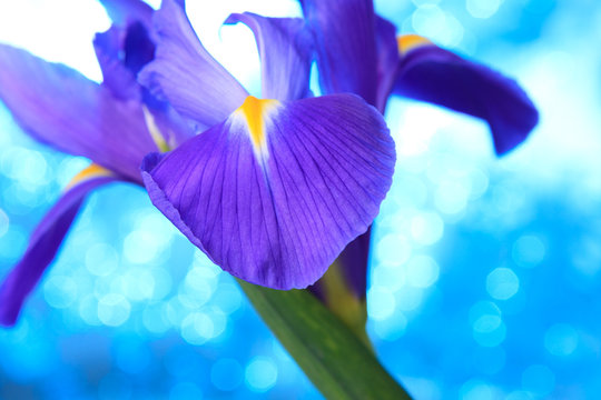 Fototapeta Beautiful blue iris flowers background